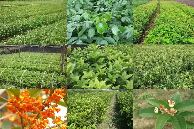 桂花树能栽在家门口吗风水好吗1681866421336