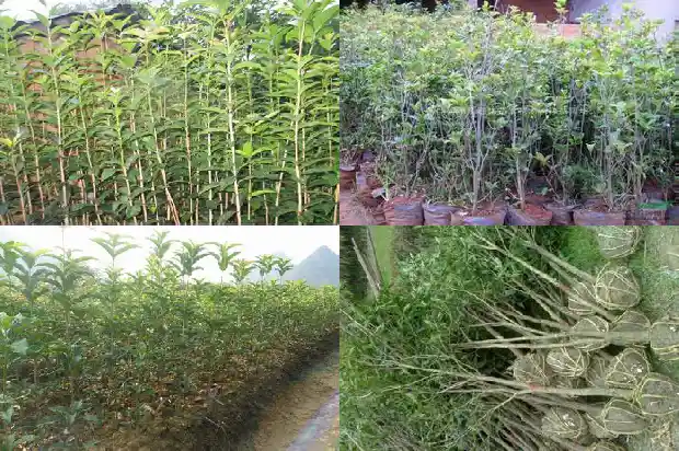 桂花树能栽在家门口吗风水好吗1681866421383