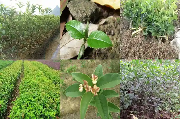 庭院里栽桂花树好不好1681866497408