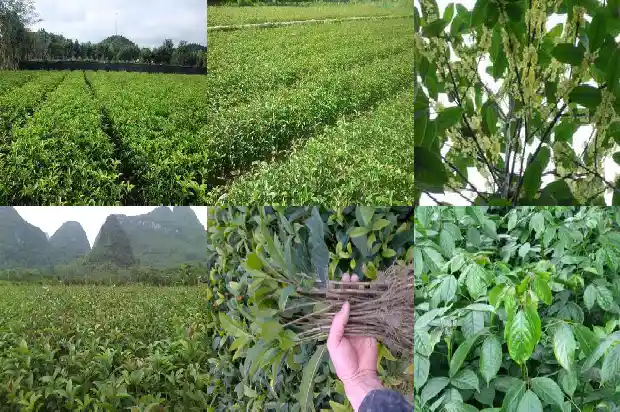 庭院里适合种桂花树吗1681866679138