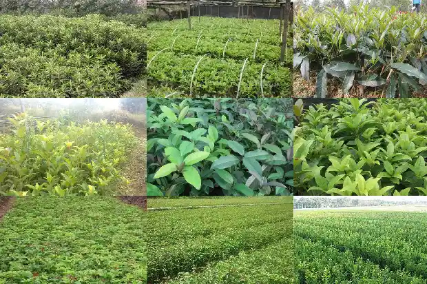 葡萄桂花乌龙茶的功效与作用及禁忌是什么1689467468395