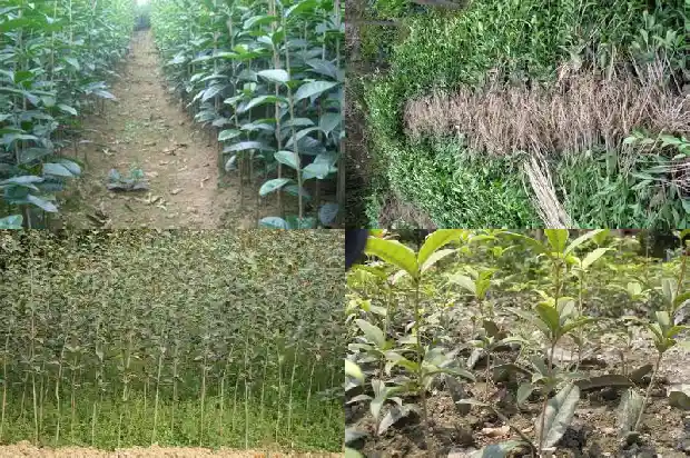 桂花树适不适合种在庭院里面1681866813223