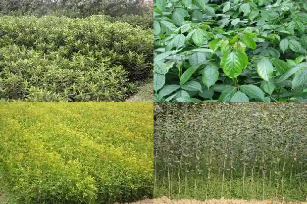 桂花树适不适合种在庭院里面1681866813270