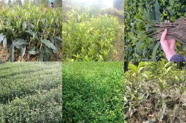 庭院栽植桂花树1681866907850