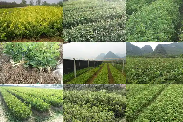 庭院栽植桂花树1681866907897
