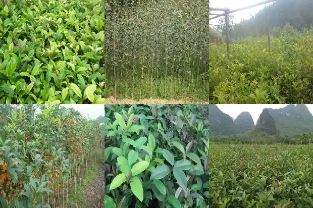 桂花树种植在庭院什么位置好养1681866999277