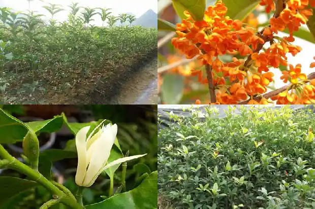 桂花树种植在庭院什么位置好养1681866999324