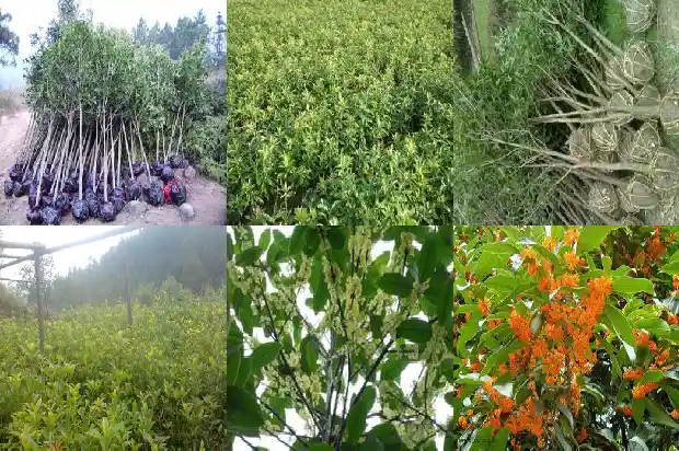 桂花树适合种植庭院的什么方位1681867087965