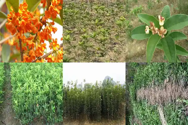 自己种的桂花开花的心情说说句子1688793132376
