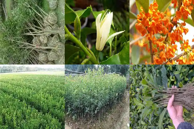 桂花树10公分多少钱一盆1689725764988