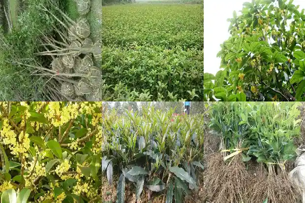 庭院种植桂花树好不好1681867174617