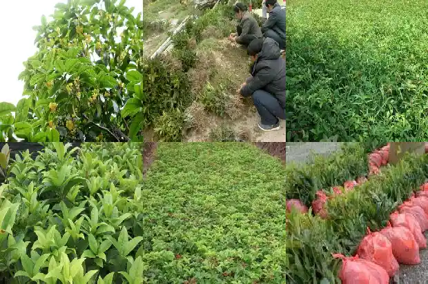 桂花树栽庭院哪个位置1681867260449
