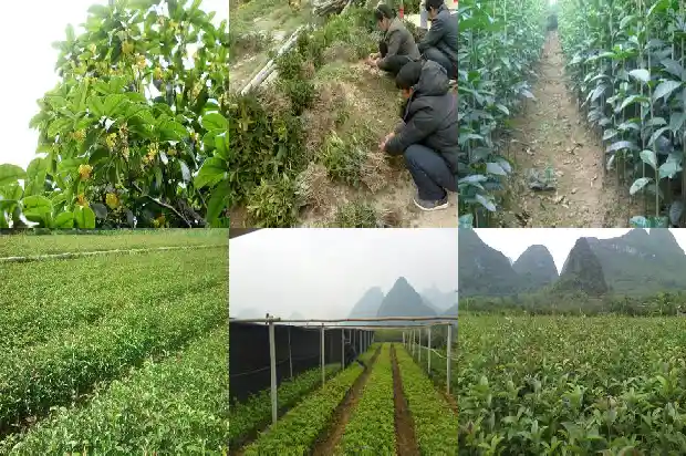 桂花树栽庭院哪个位置1681867260497