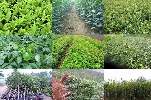 桂花树种在庭院什么位置好1681867398026