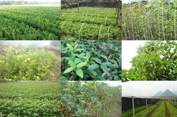 桂花树种在庭院什么位置1681867515754