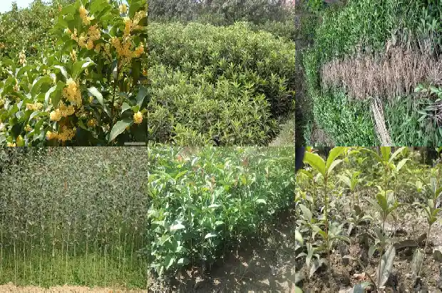 桂花树栽庭院什么位置好1681867602270