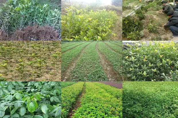 桂花树栽植庭院位置1681867673901