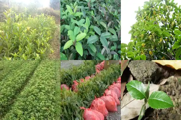 桂花树栽植庭院位置1681867673947