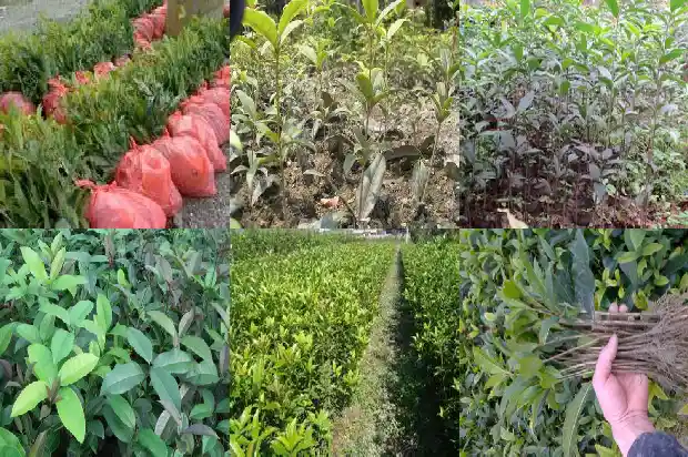 桂花树栽植庭院位置1681867673994