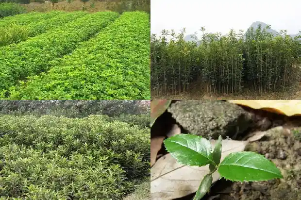 桂花树应该种在庭院什么位置风水好1681867763853
