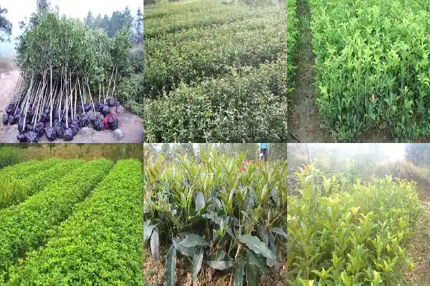 桂花树干好还是湿的好吃1681867846041