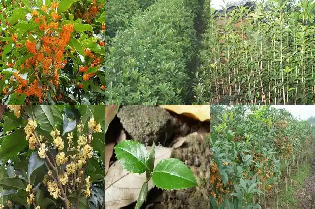 桂花树干好还是湿的好吃1681867846137