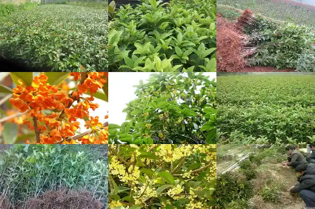 桂花树怕湿吗1681867932578