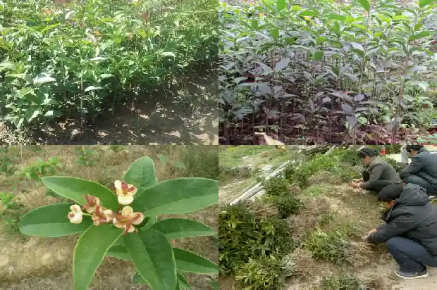 桂花树怕湿吗1681867932626