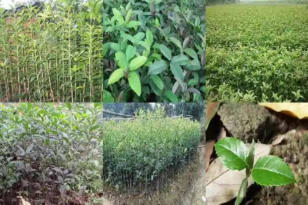 桂花树怕湿吗1681867932721