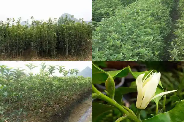 桂花在树上自己风干的好不好1681868014456