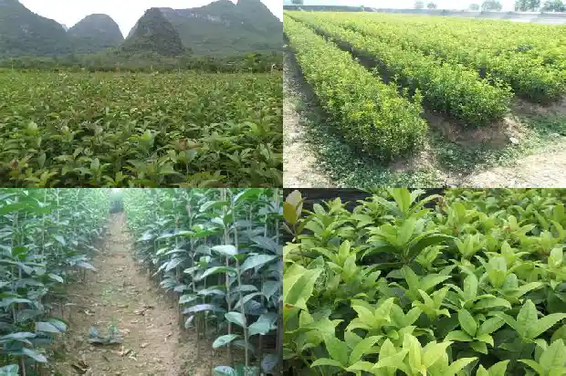 桂花在树上自己风干的好不好1681868014550