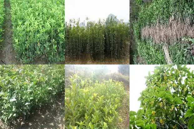 桂花树种在院子里好不好养1681868099762