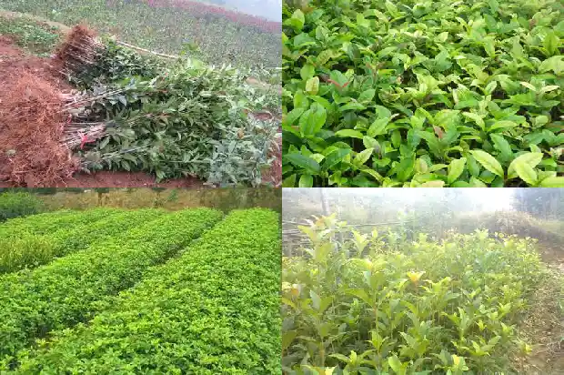 桂花树种在院子里好不好养1681868099809