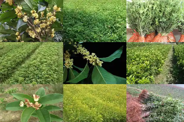 桂花苗批发安徽桂花苗1690504685665