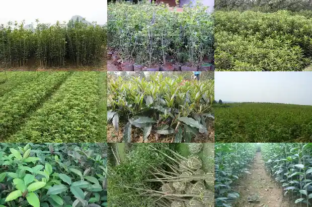 桂花树栽在院子好不好1681868183665