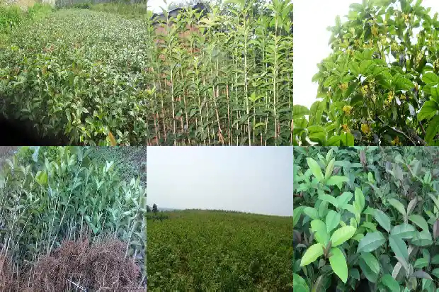 桂花树适合种门口吗北方1681868305225