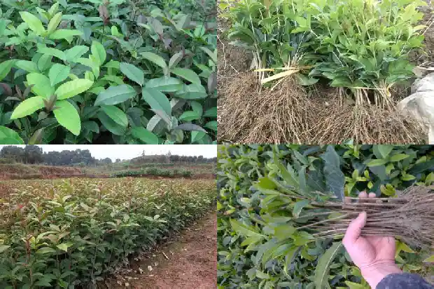三公分桂花树多少钱一棵1689726932284