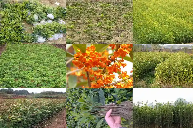 桂花树适合种门口吗北方1681868305318
