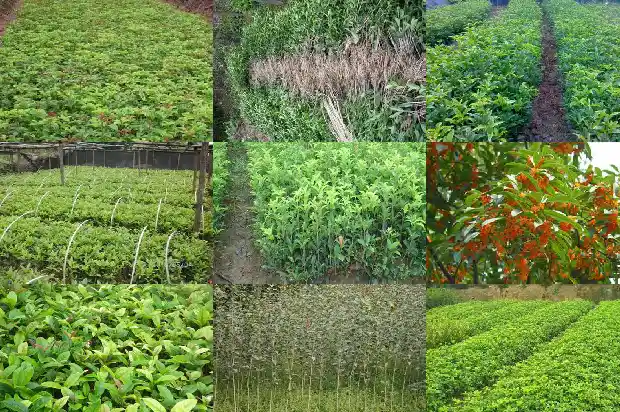 桂花树适合种门口吗北方1681868305366