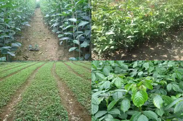 门口能不能种桂花树1681868381076