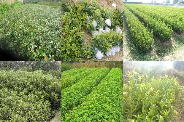 家里适合种桂花树吗北方还是南方1681868489650