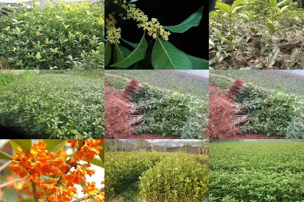 家里适合种桂花树吗北方还是南方1681868489698