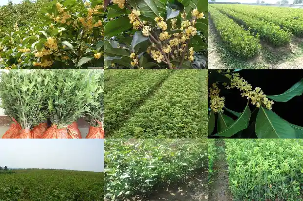 家里适合种桂花树吗北方还是南方1681868489794