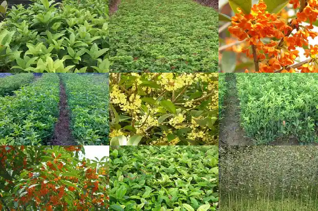 家里栽种桂花树好不好呢1681868572243