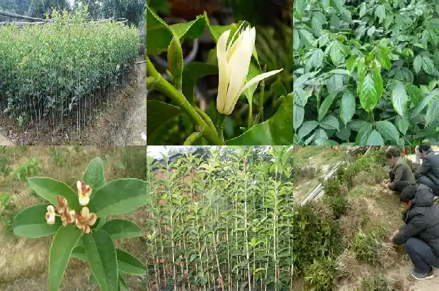 家里栽种桂花树好不好呢1681868572291