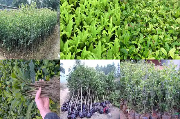 家里栽种桂花树好不好呢1681868572338