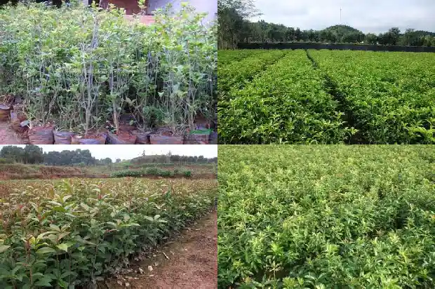 家里面种桂花树好不好1681868659233