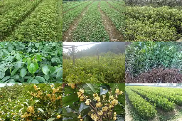 家里面种桂花树好不好1681868659281