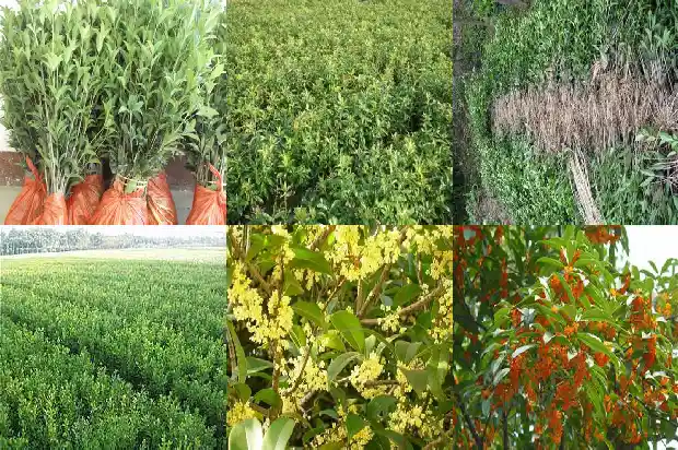 家栽桂花树好吗1681868740747