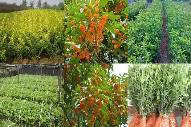 家里种桂花树好吗风水1681868912689